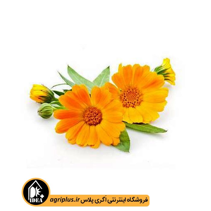 بذر گل همیشه بهار بسته بندی خانگی