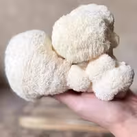 خرید قارچ یال شیر خشک  بسته 100گرمی