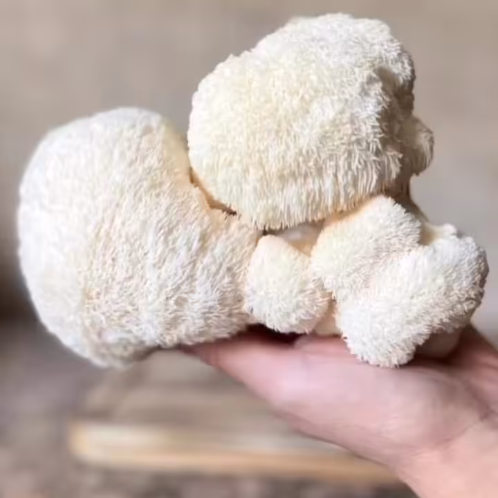 خرید قارچ یال شیر خشک  بسته 100گرمی