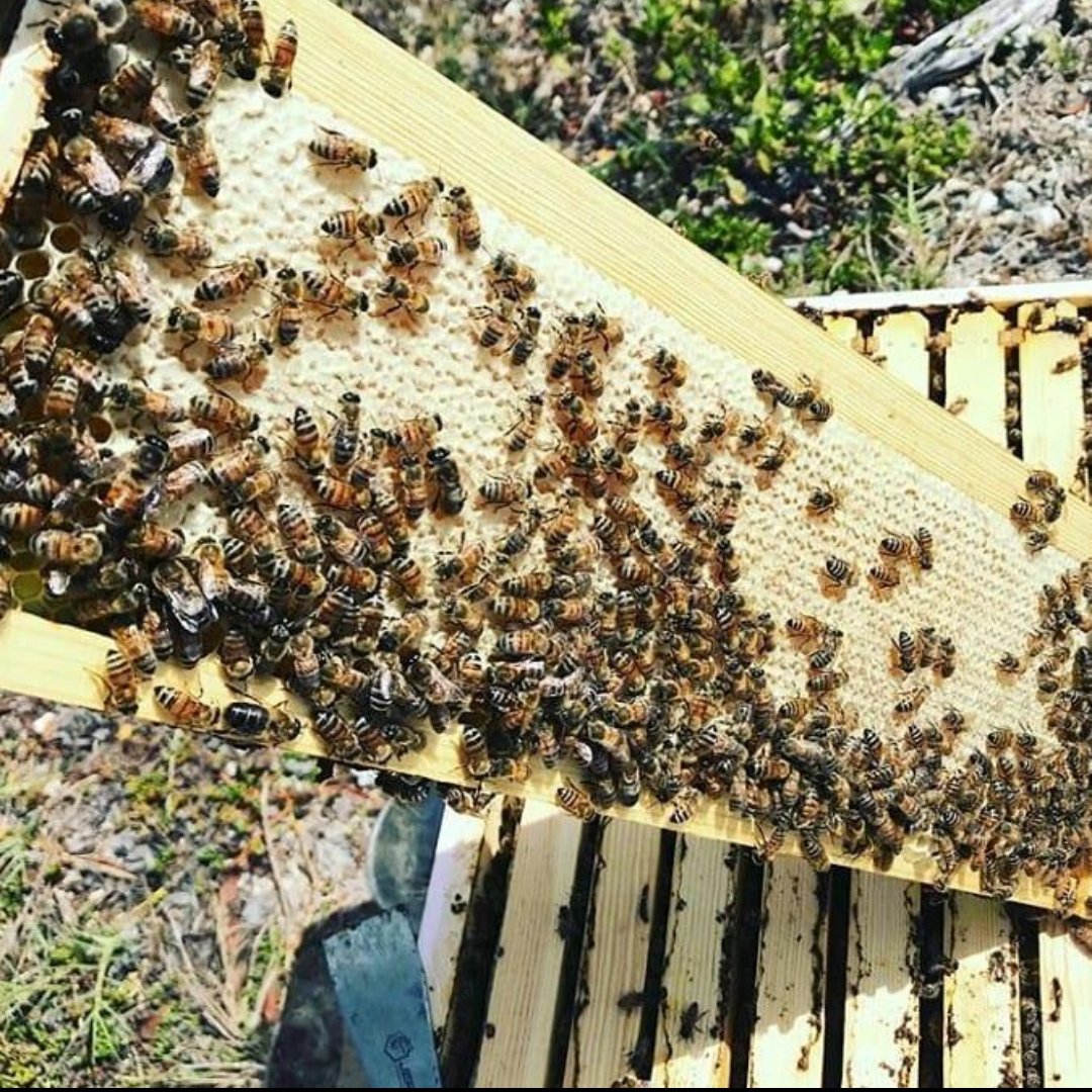 عسل طبیعی تضمینی بالکان