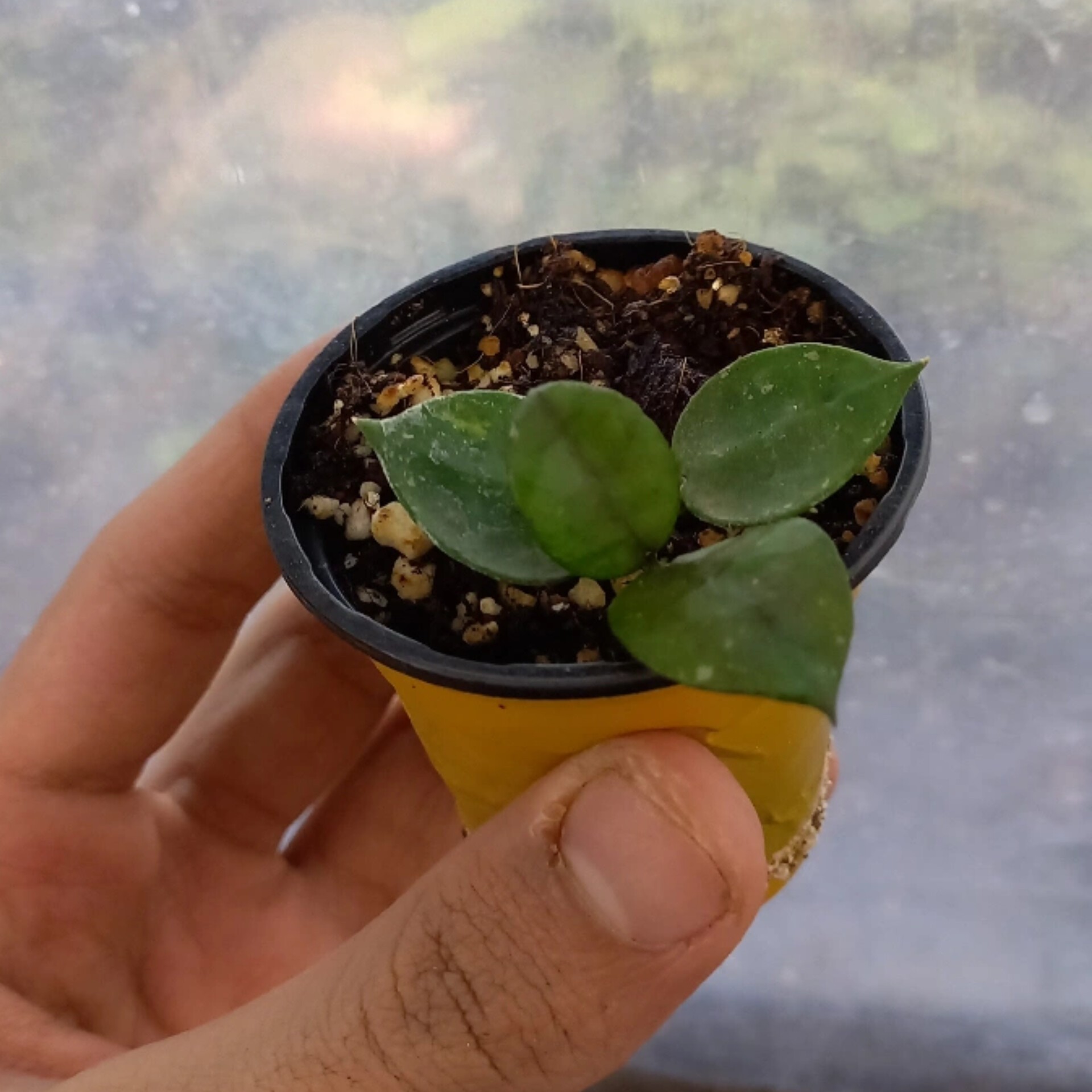 هویا کروهینا سبز گلدان سایز 6