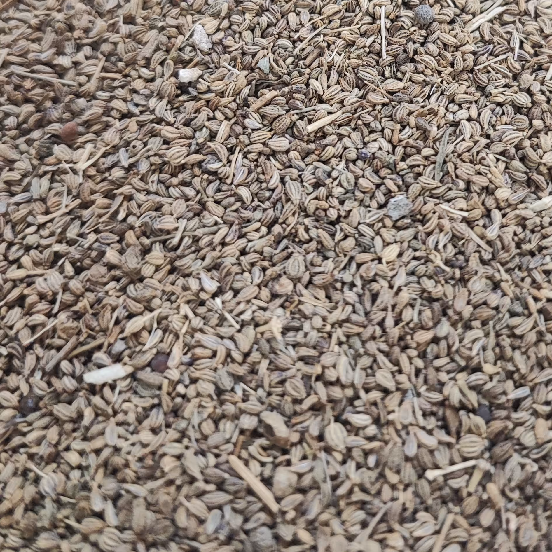 بذر زنیان (100 گرمی)