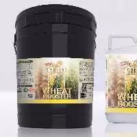 کود مخصوص گندم و جو شوک اصل آمریکایی گالن 20 لیتری (پس کرایه)