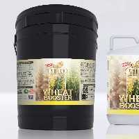 کود مخصوص گندم و جو شوک اصل آمریکایی گالن 20 لیتری (پس کرایه)