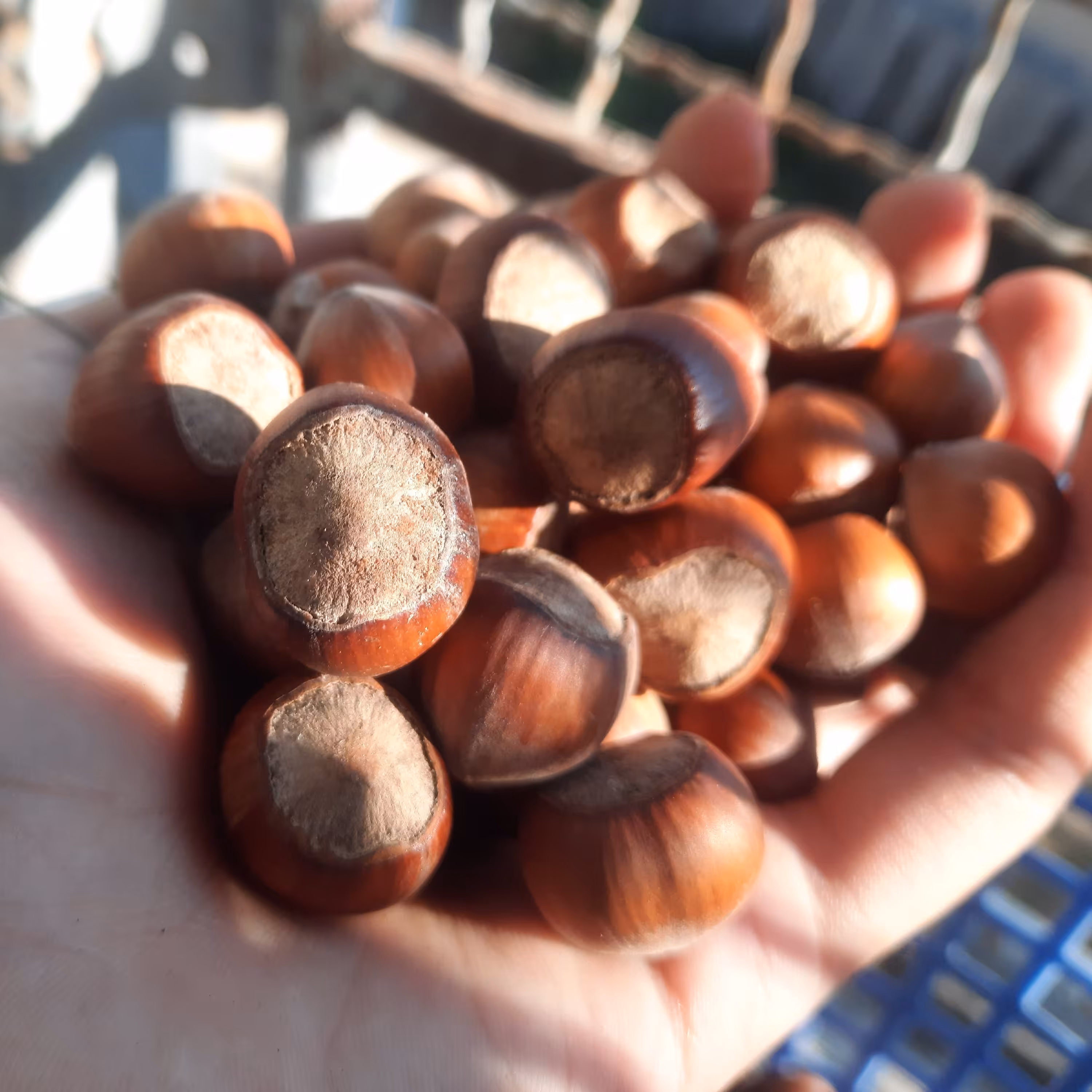 سوپر فندق خام اشکور امسالی (یک کیلوگرم) فیدنو