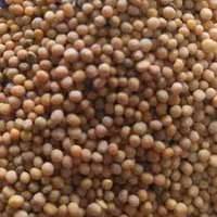 دانه خردل درجه یک 500گرمی