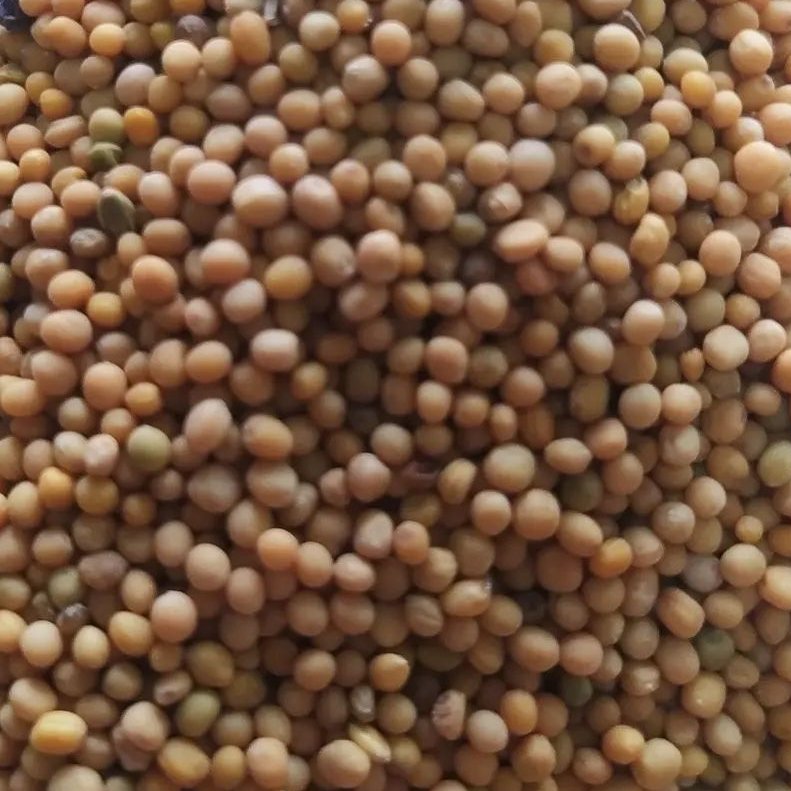 دانه خردل درجه یک 500گرمی