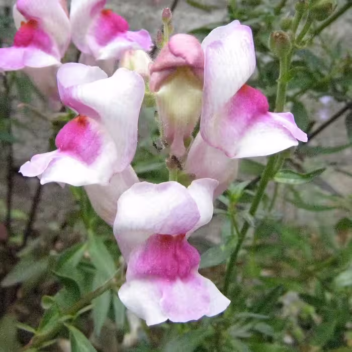 بذر گل میمون