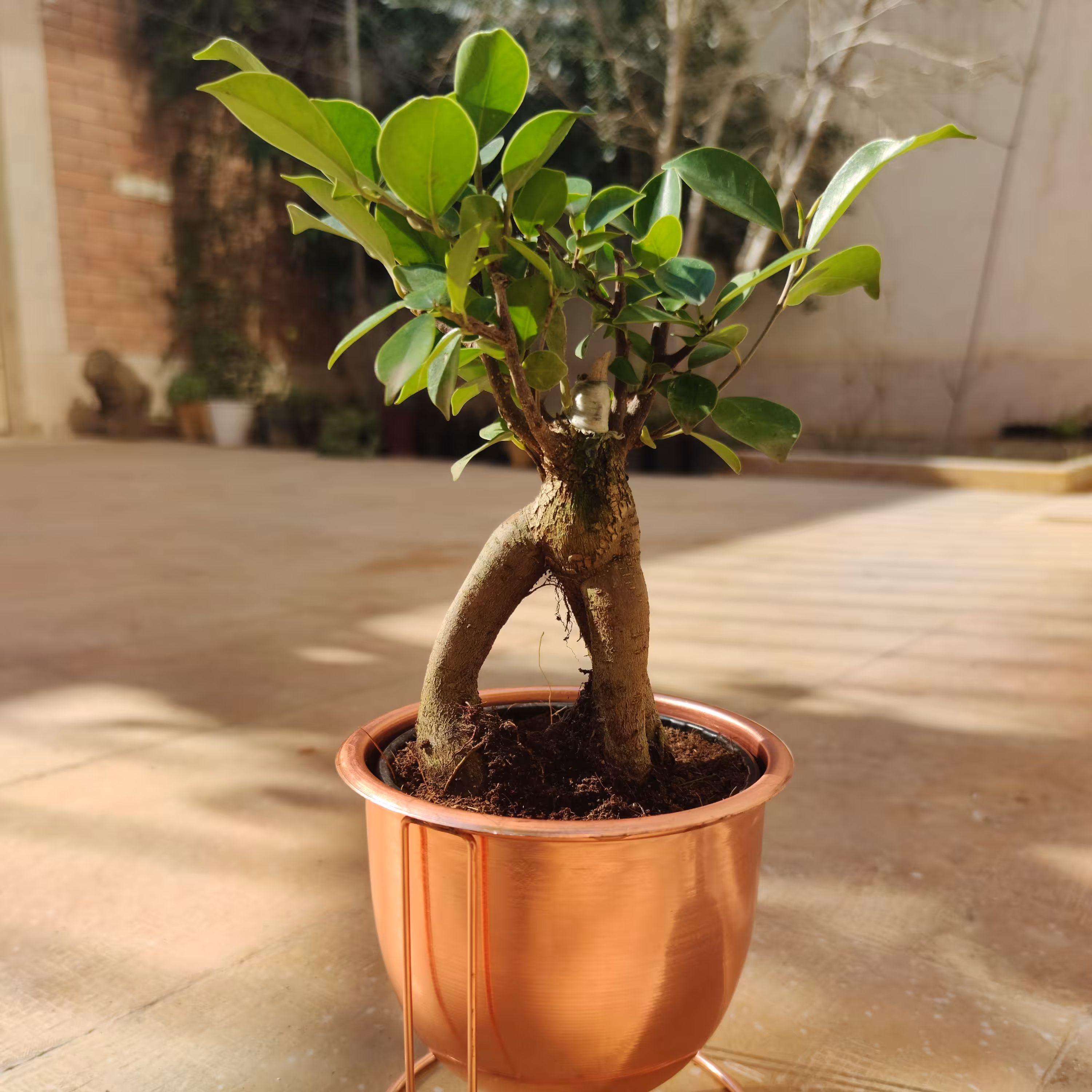 گل و گلدان فلزی شبه بونسای جینسینگ