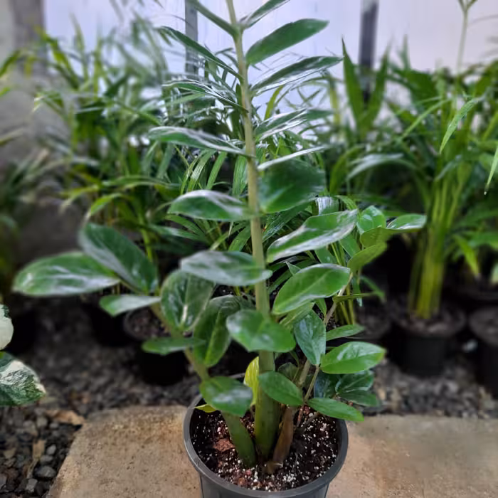 زامیفولیا گلدون سایز 4