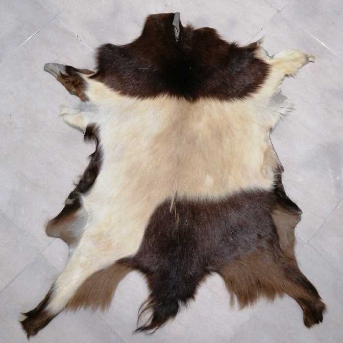 چرم طبیعی پوست مویی بز بسیار با کیفیت و خوشرنگ و کاملا طبیعی و دست نخورده رنگ خاص 