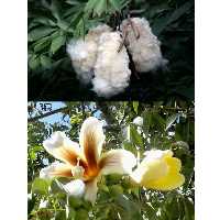 نهال پنبه درختی دائمی