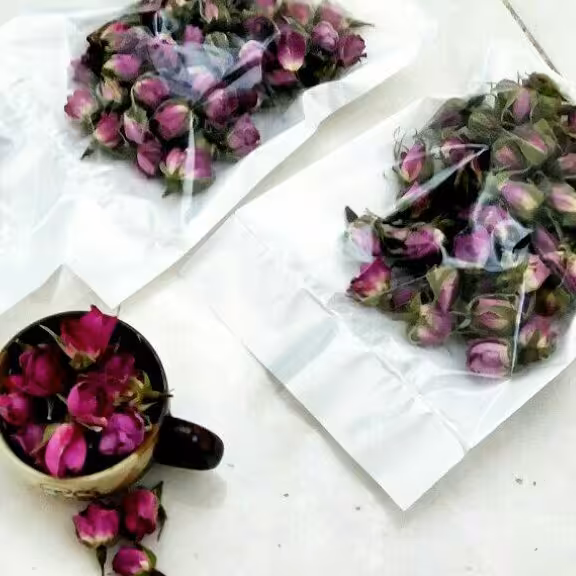 غنچه گل محمدی معطر وزیبا