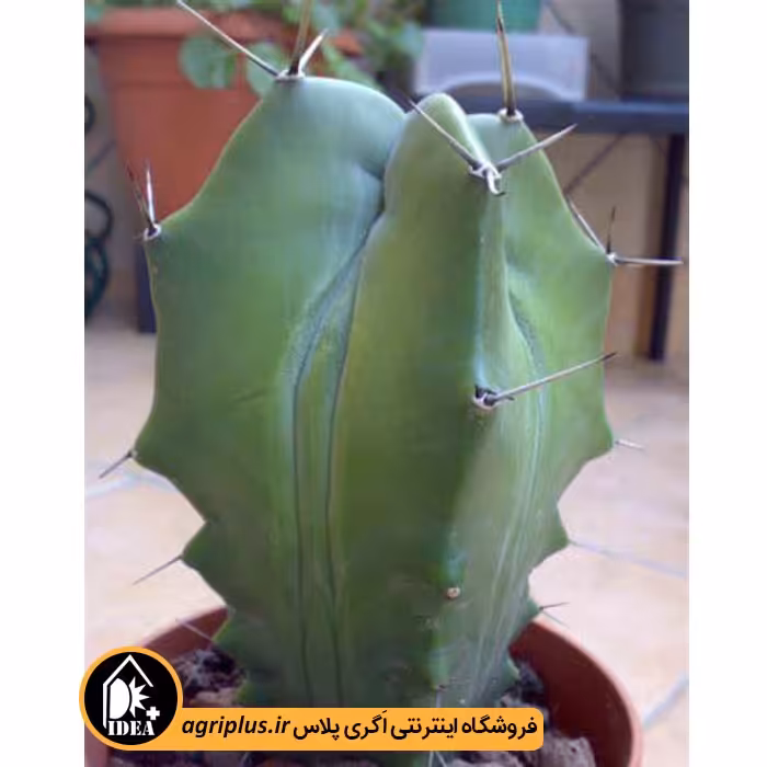 بذر کاکتوس Lemaireocereus Prunosus