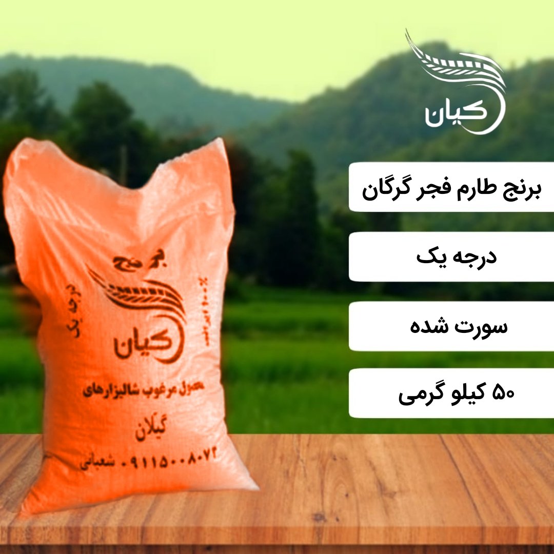 برنج طارم فجر گرگان درجه یک ، 50 کیلوگرمی