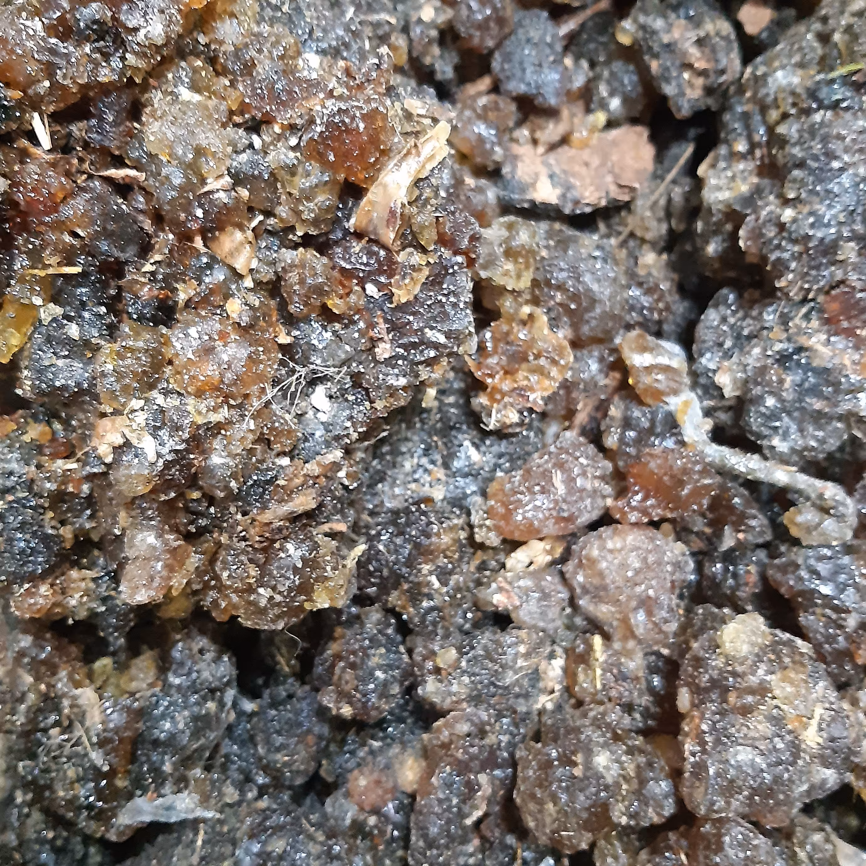 مقل ارزق اصل آفریقایی (1کیلویی)