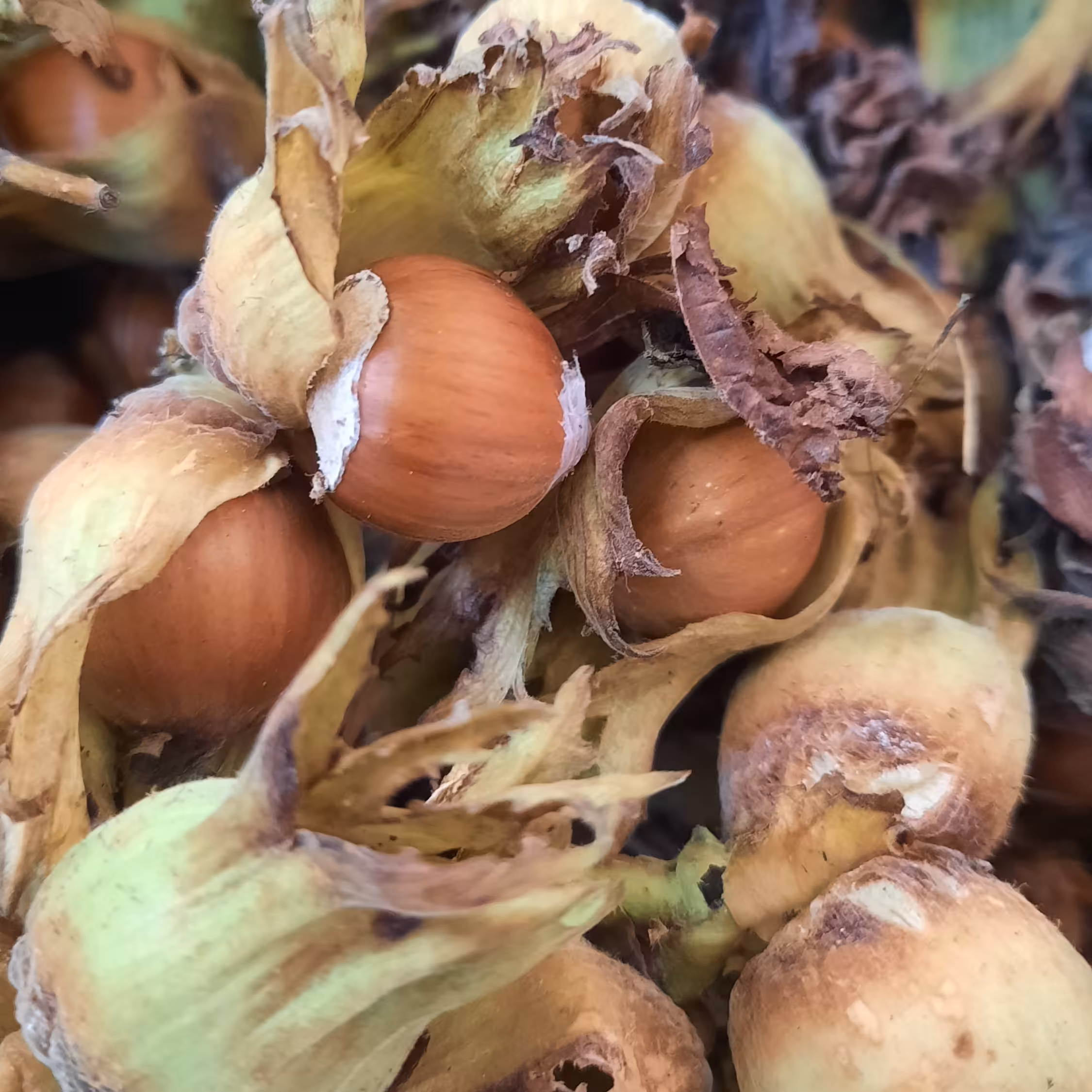 فندق خام دوپوست 2 کیلویی تازه اشکور