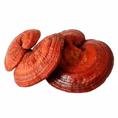 بذر قارچ گانودرما