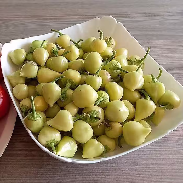 بذر فلفل مرمری اصیل ترکیه بسته 20 عددی