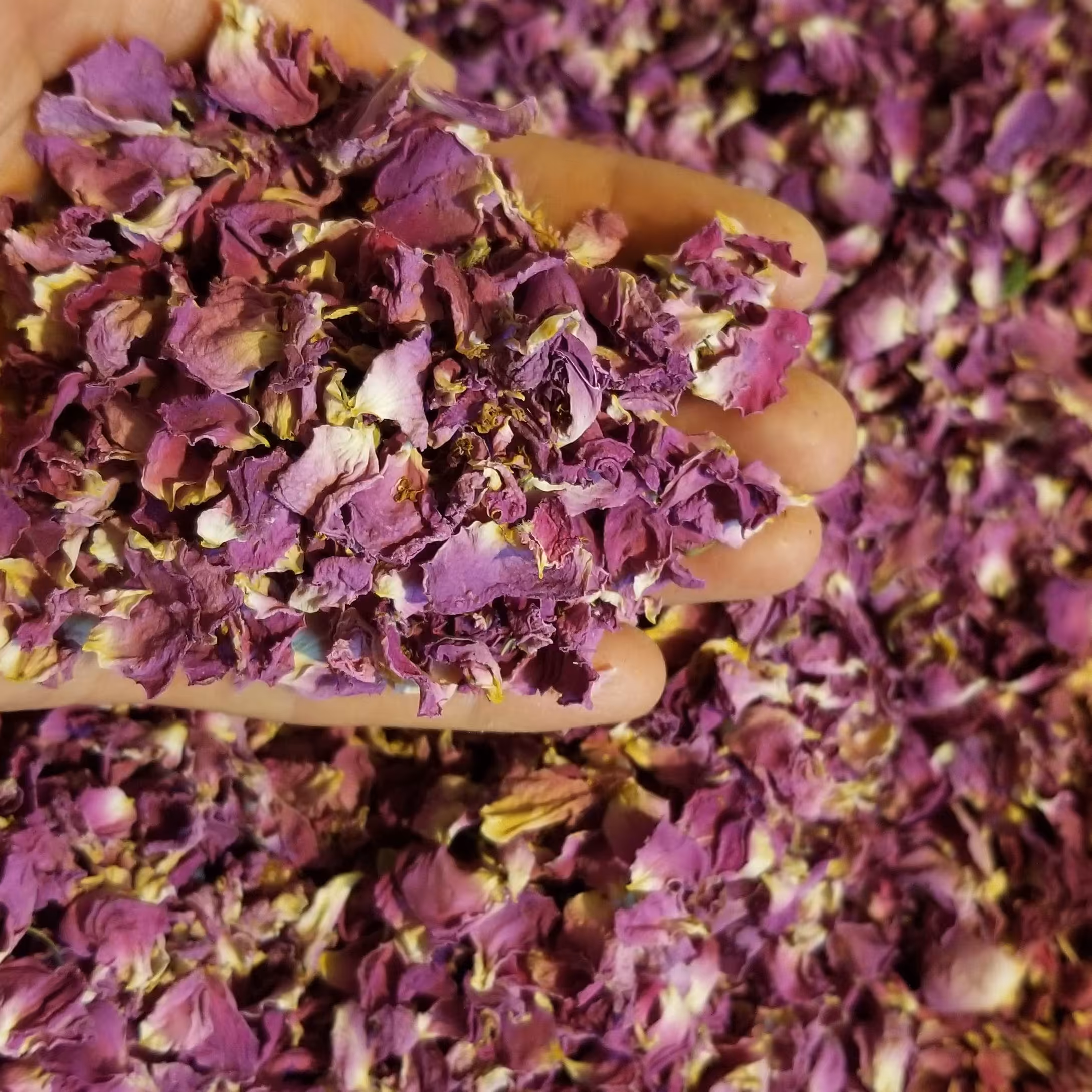  گل برگ  محمدی 500گرمی تازه  منطقه قشلاق 