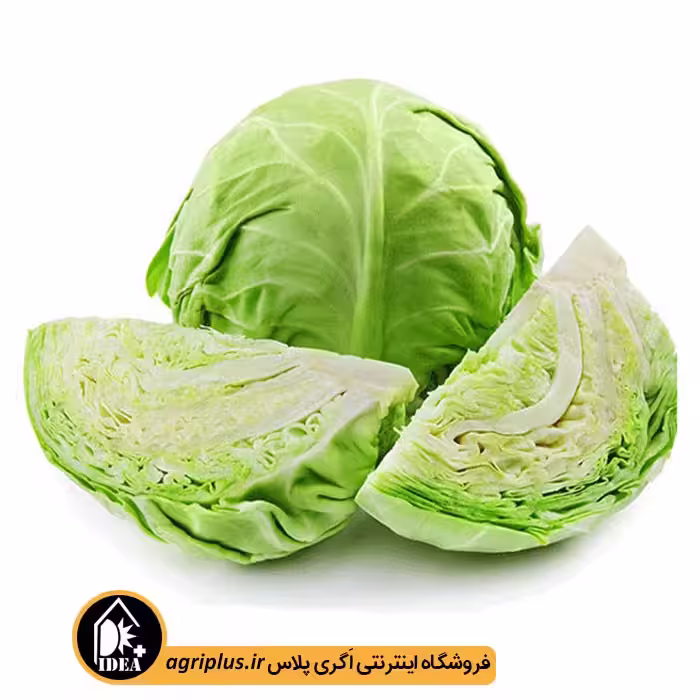 بذر کلم پیچ بسته بندی خانگی