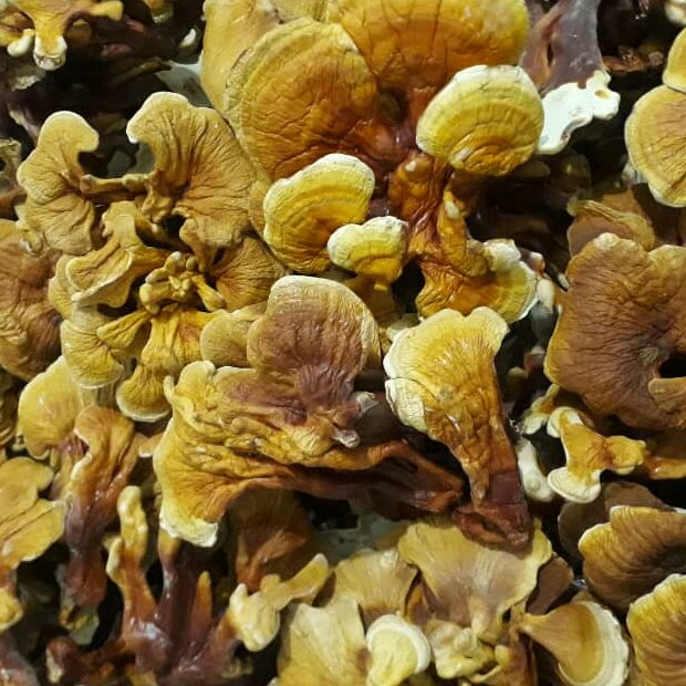 قارچ گانودرما(30گرم) لوسیدم زرد پرورشی درجه یک