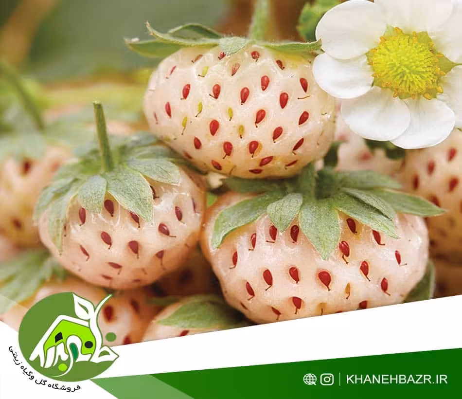بذر توت فرنگی سفید - خانه بذر | فروشگاه بذر وارداتی گل و گیاه زینتی 1404