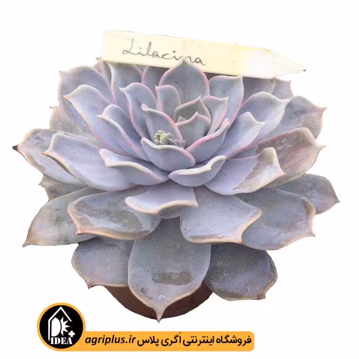 بذر ساکولنت Echeveria Liacina