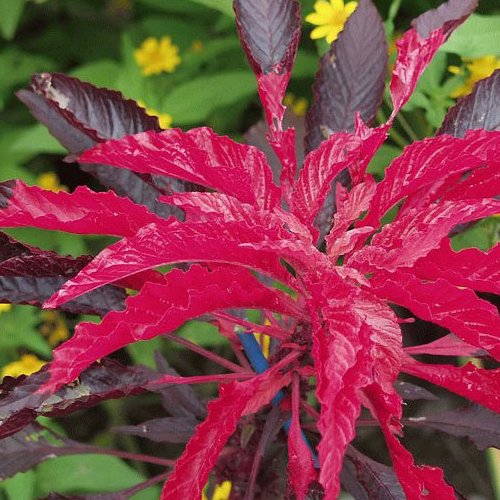 بذر آمارانتوس پابلند قرمز