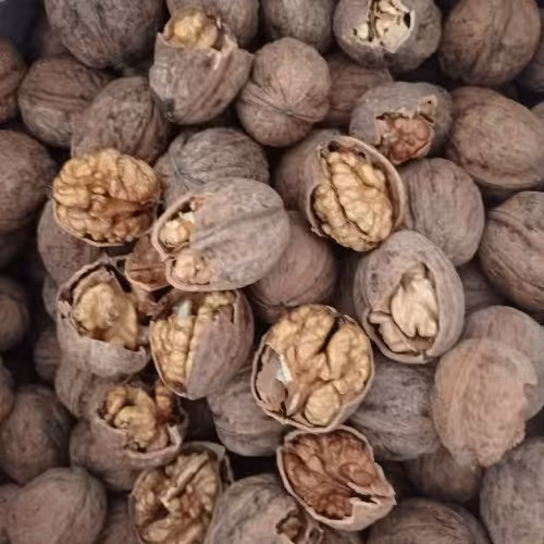 گردو تازه ملایر (یک کیلویی) 