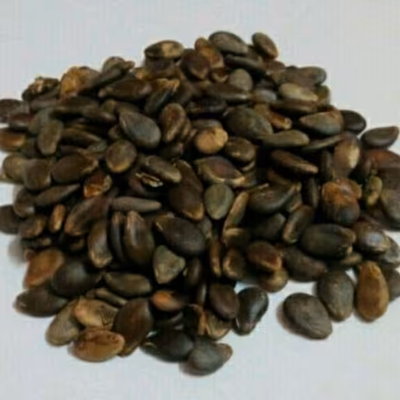 دانه حنظل(هندوانه ابوجهل)