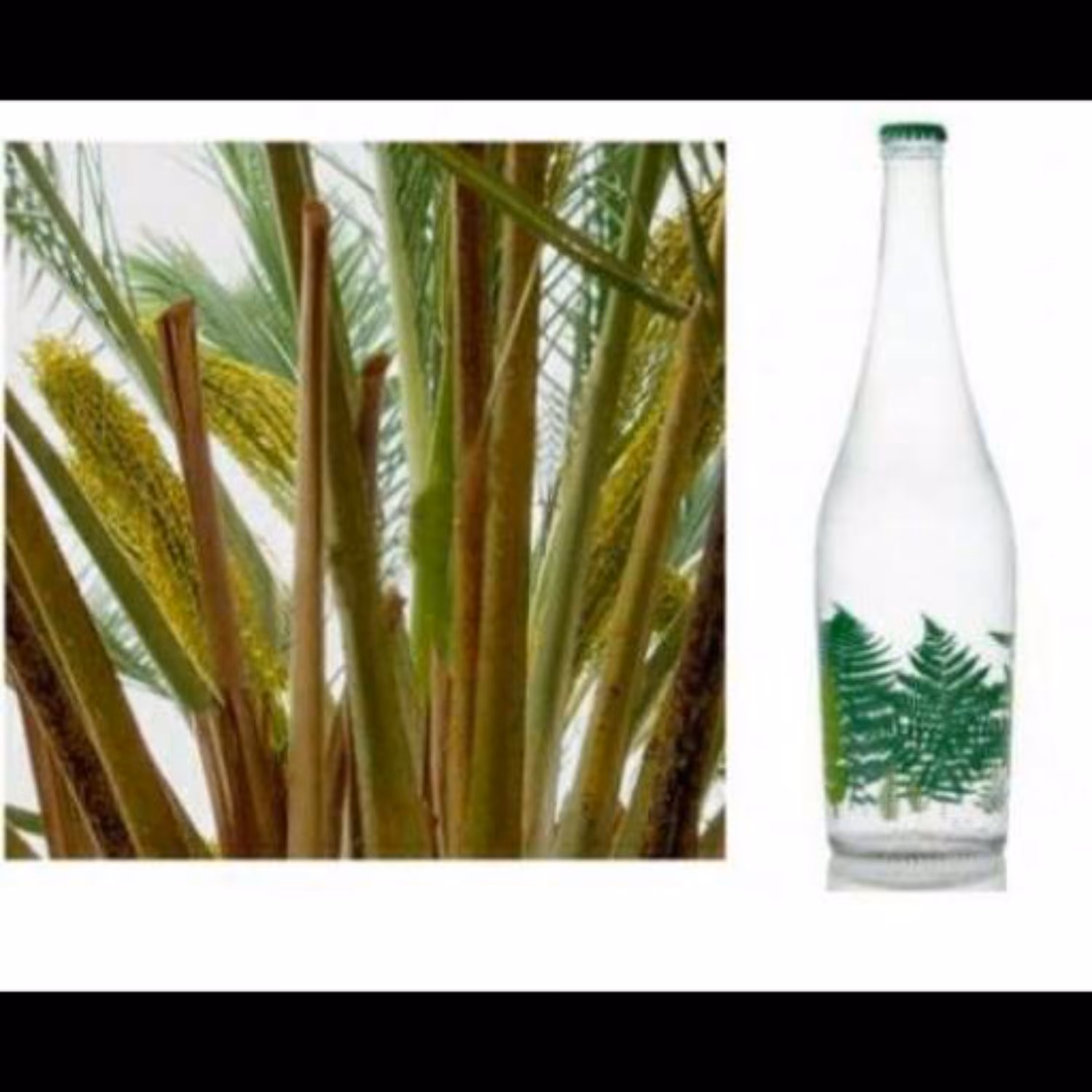 عرق طارونه 850 سی سی