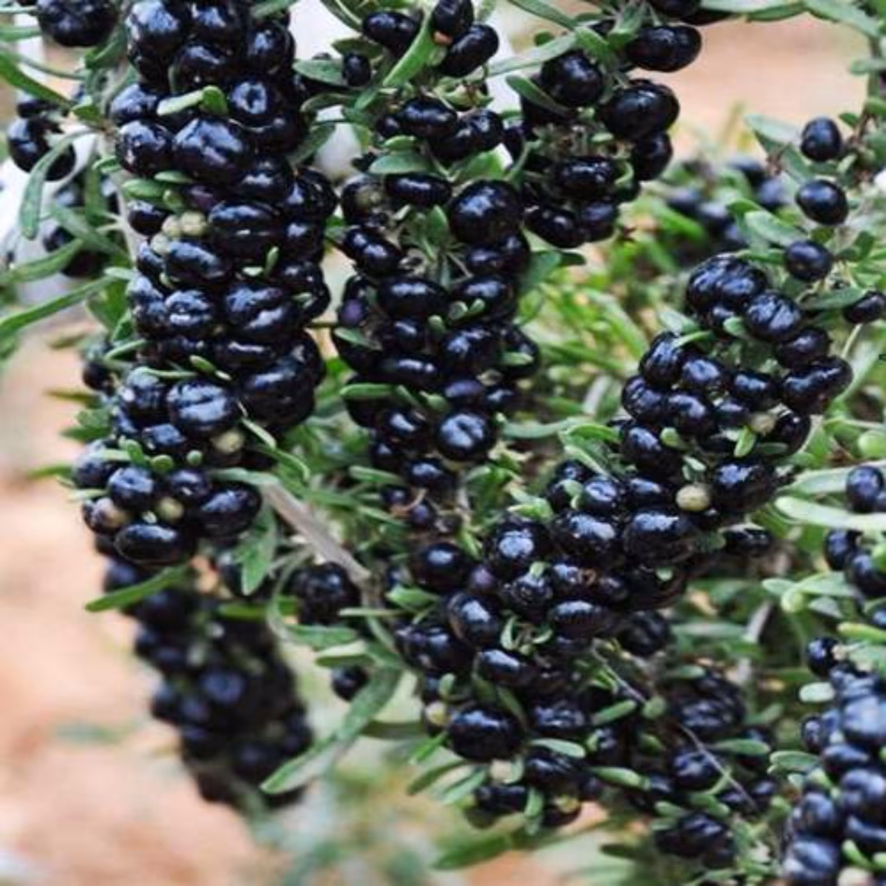 بذر گوجی بری سیاه