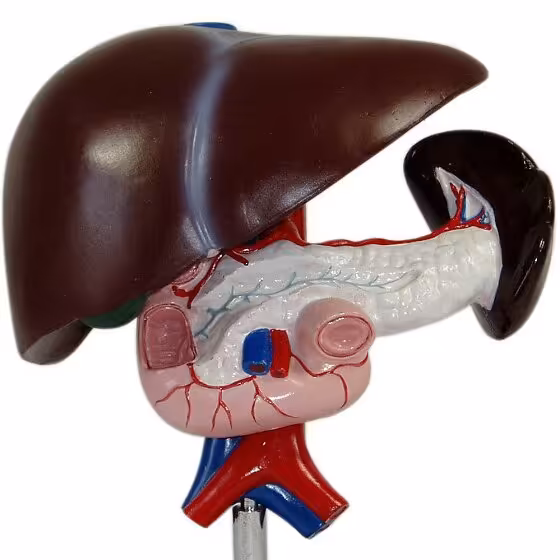 مولاژ کامل کبد، لوزالمعده طحال و دوازدهه اندازه طبیعی