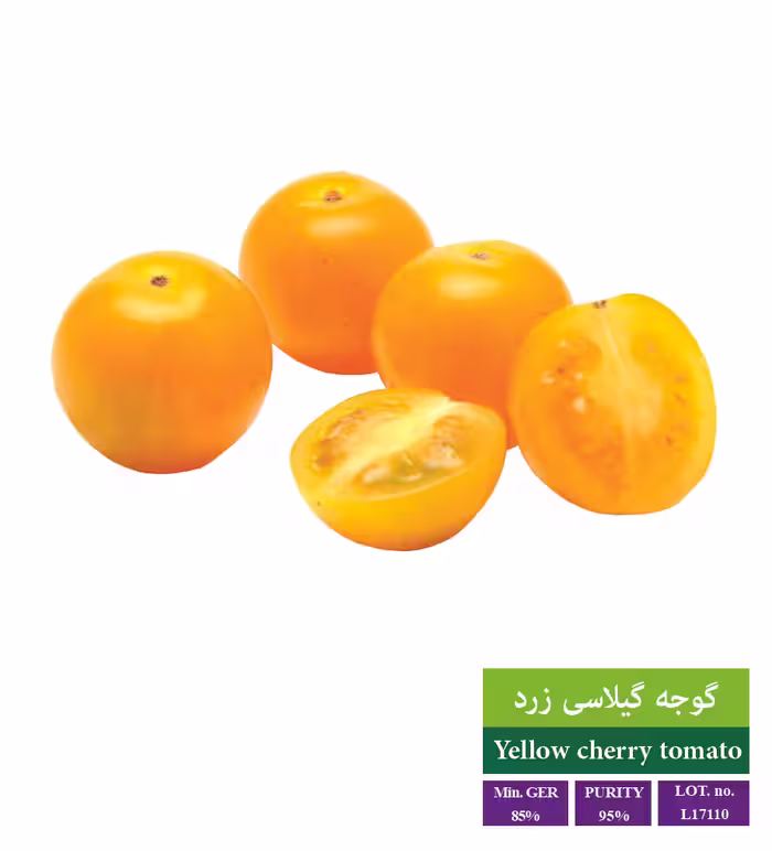 بذر گوجه گیلاسی زرد - بذر طلایی رویان