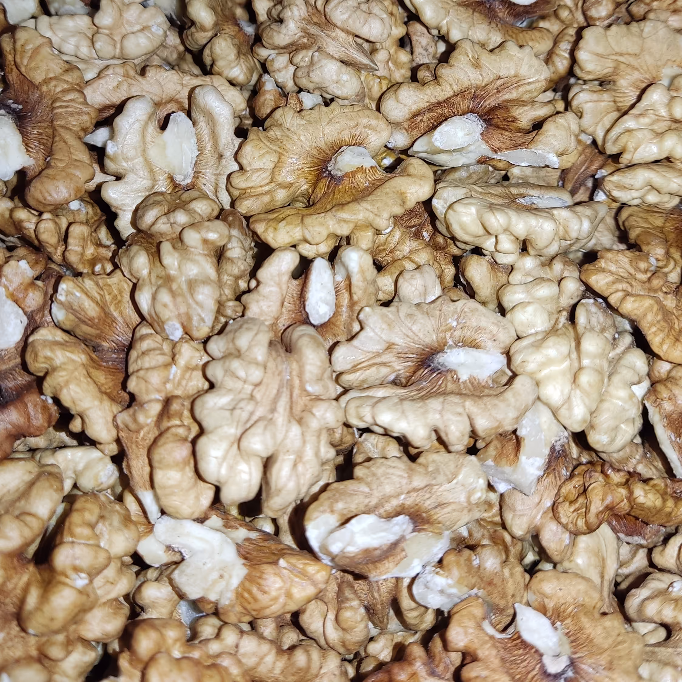 مغزگردوی ایرانی امسالی یک کیلویی درجه یک ارسال رایگان در شهر قم