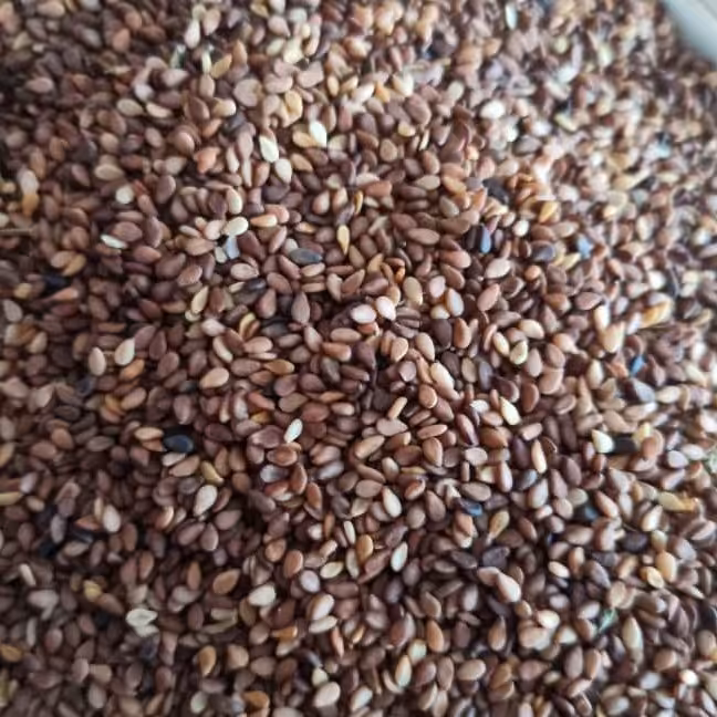 کنجد خام (10000)تازه و امسالی