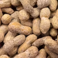 بادام زمینی غلافدار لعابی درجه یک و خوش طعم