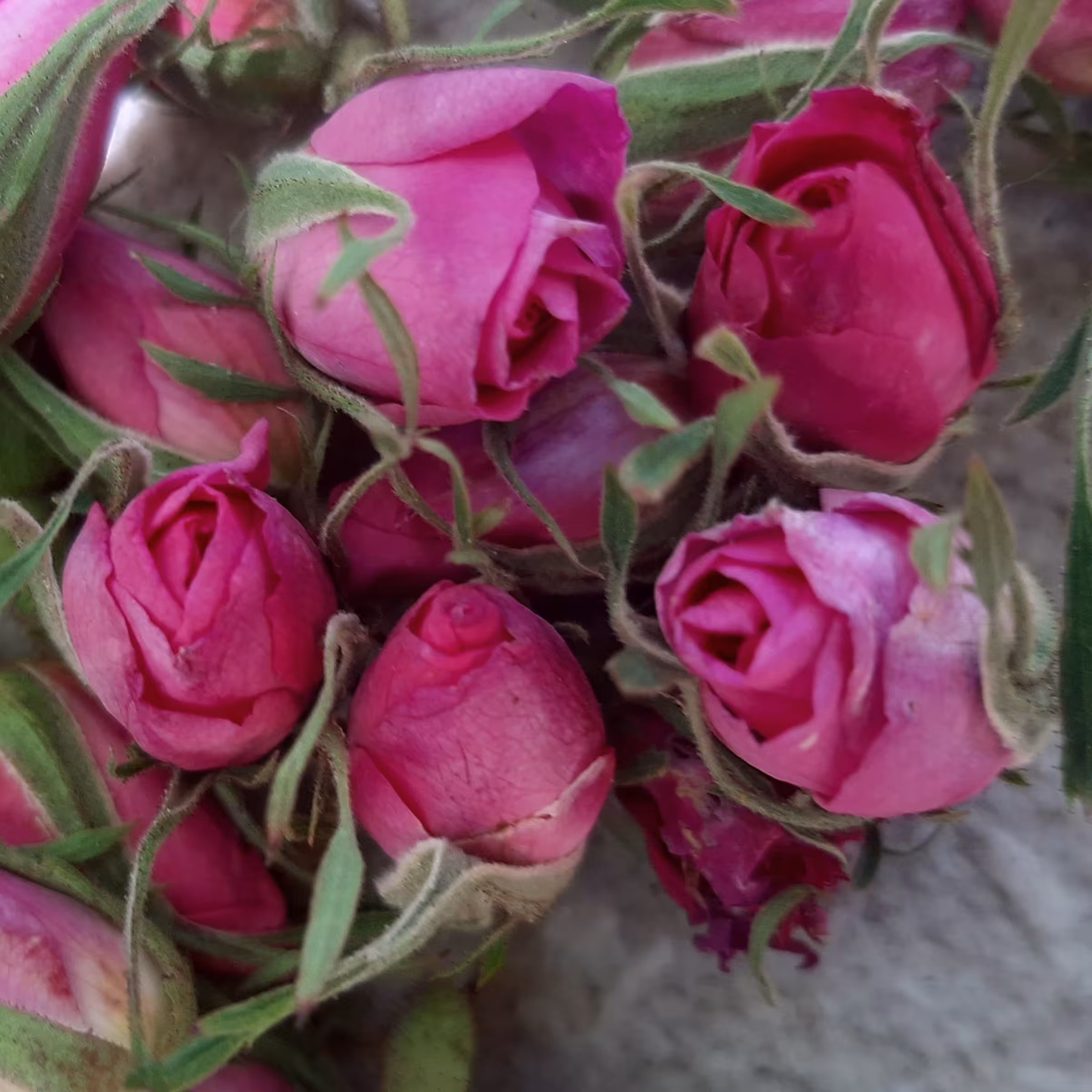 غنچه گل محمدی1402 عمده