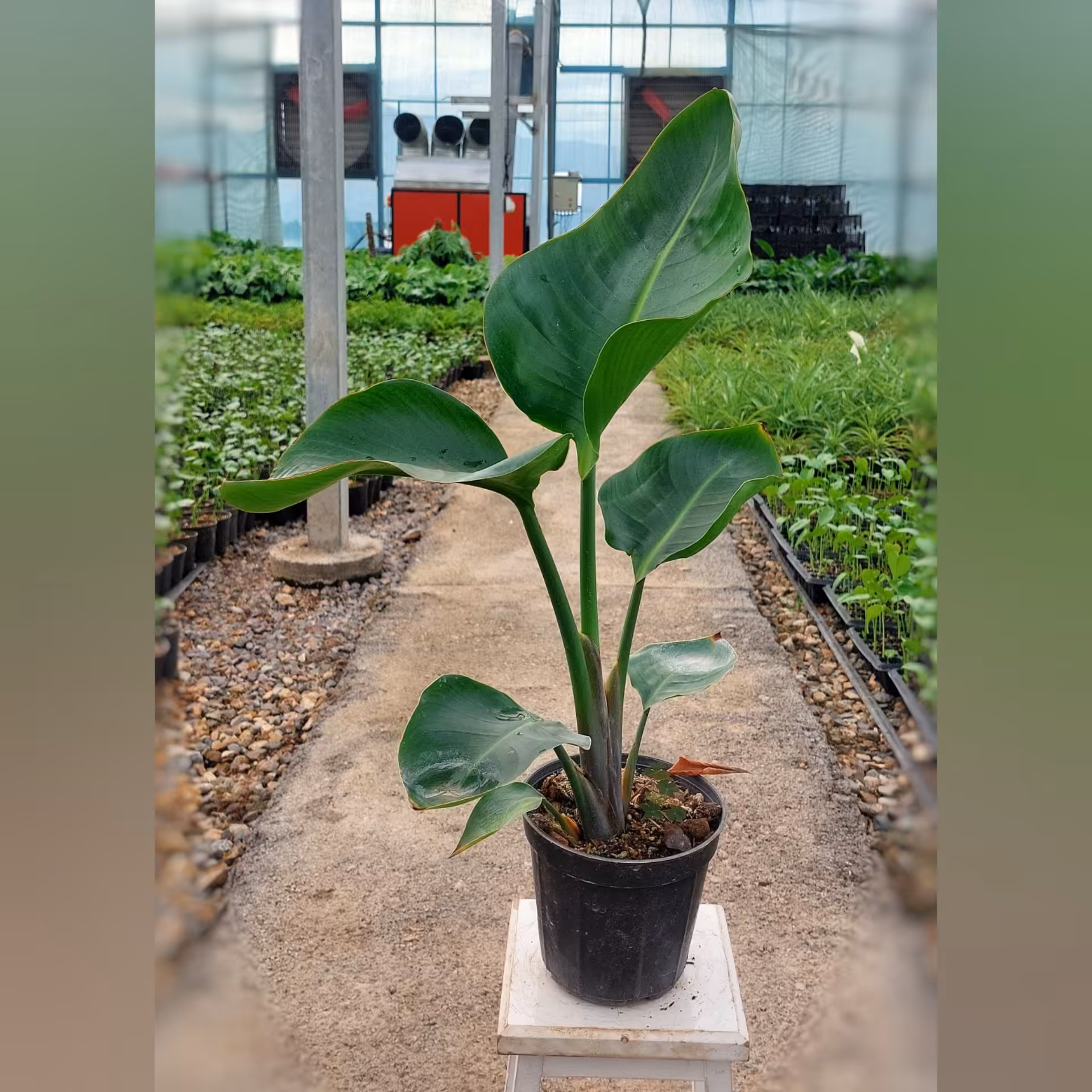 پرنده بهشتی گل سفید بسیار خاص و کمیاب گیاه آپارتمانی  با ارتفاع 55 سانتی متر 