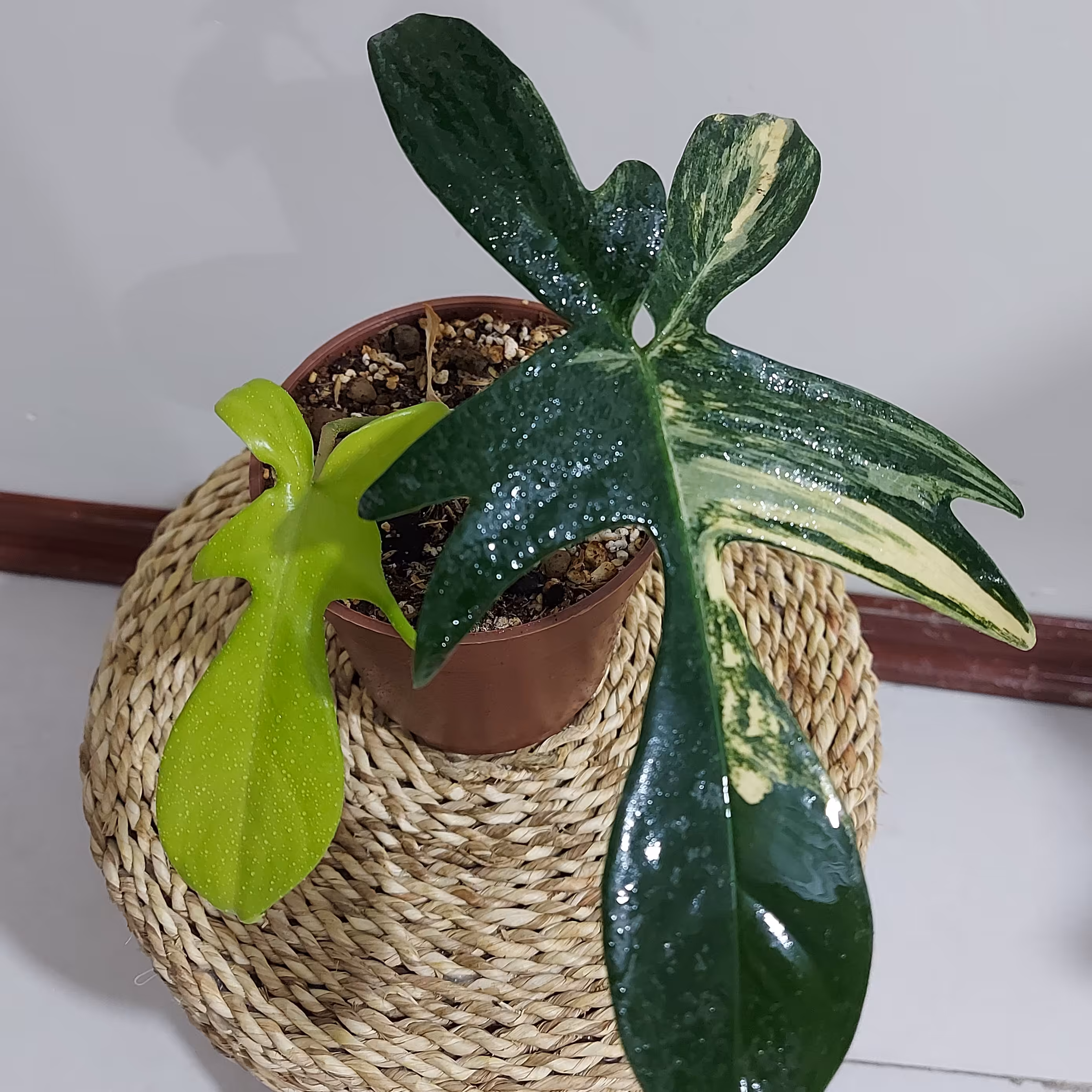 فلوریدا بیوتی خاص و کلکسیونی