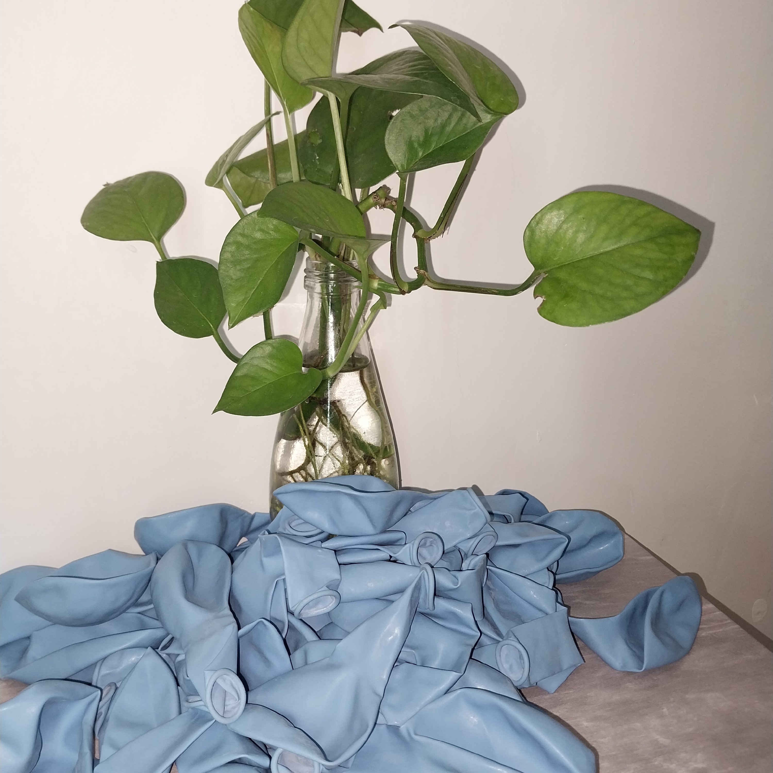 بادکنک لاتکس آبی آسمانی 12 اینچ