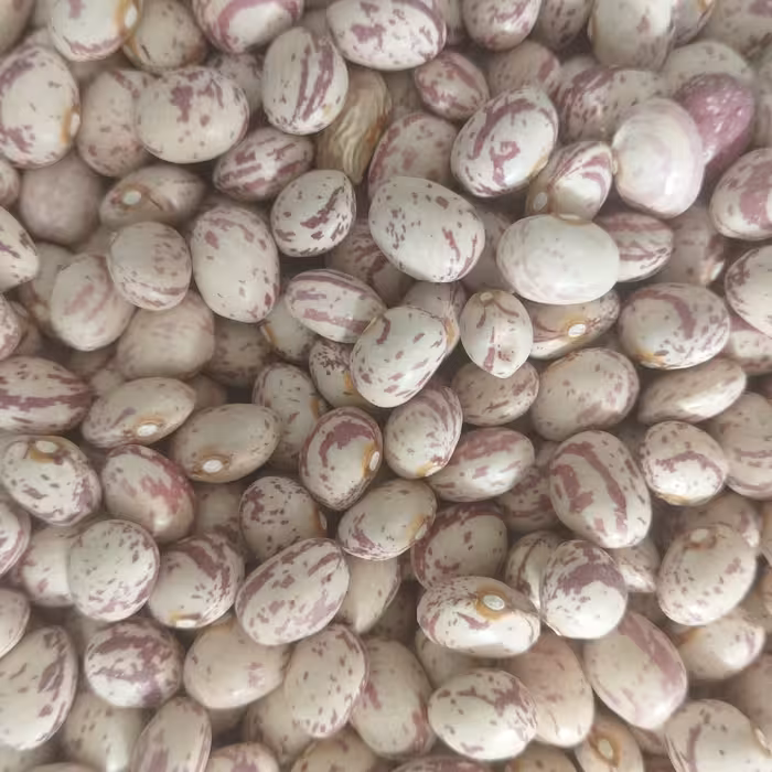 لوبیا چیتی،900گرم، درجه یک دست چین   