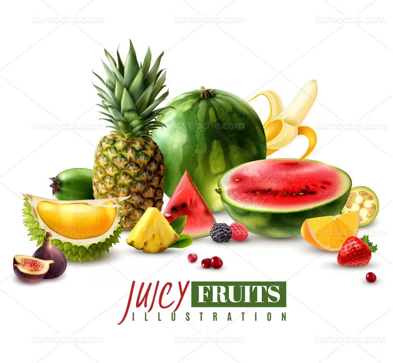 وکتور انواع میوه | گرافیک با طعم تربچه