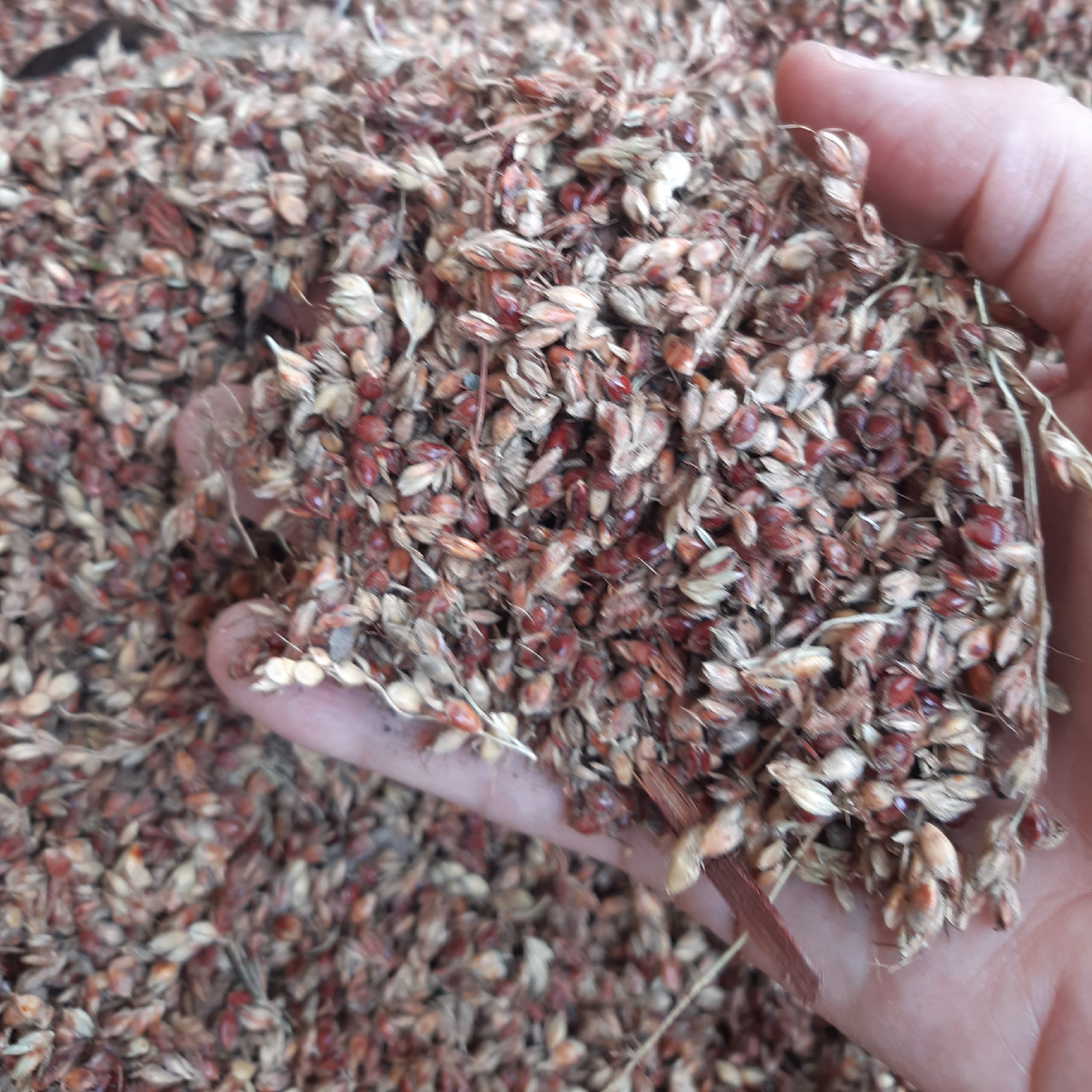 بذر جارو محلی آستانه اشرفیه محصول 1402 (500گرمی )