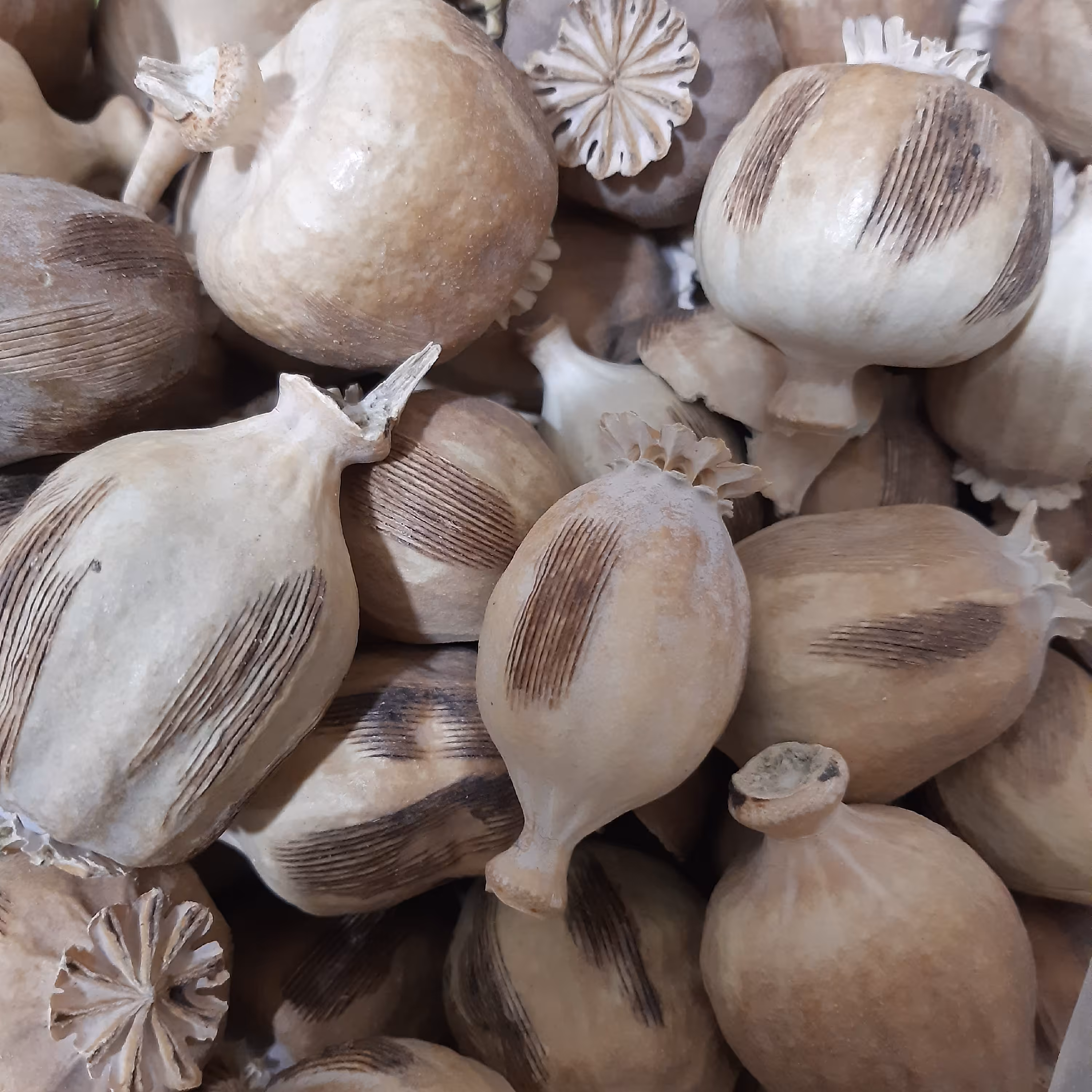گرز  خشخاش (1کیلویی )     (قپه سالم تخم داره)  از موجودی اطلاع بگیرید 