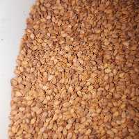 کنجد طلایی گرگان10 کیلویی ارسال رایگان