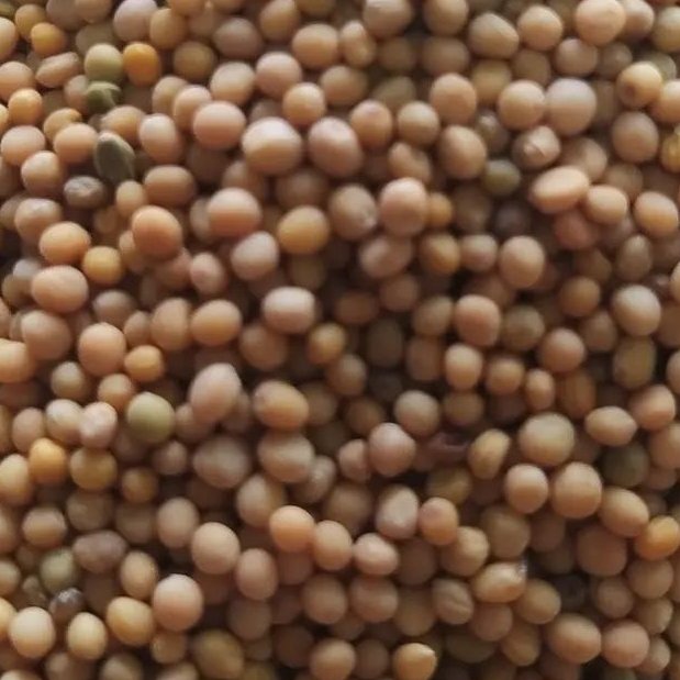 دانه خردل درجه یک یک کیلو
