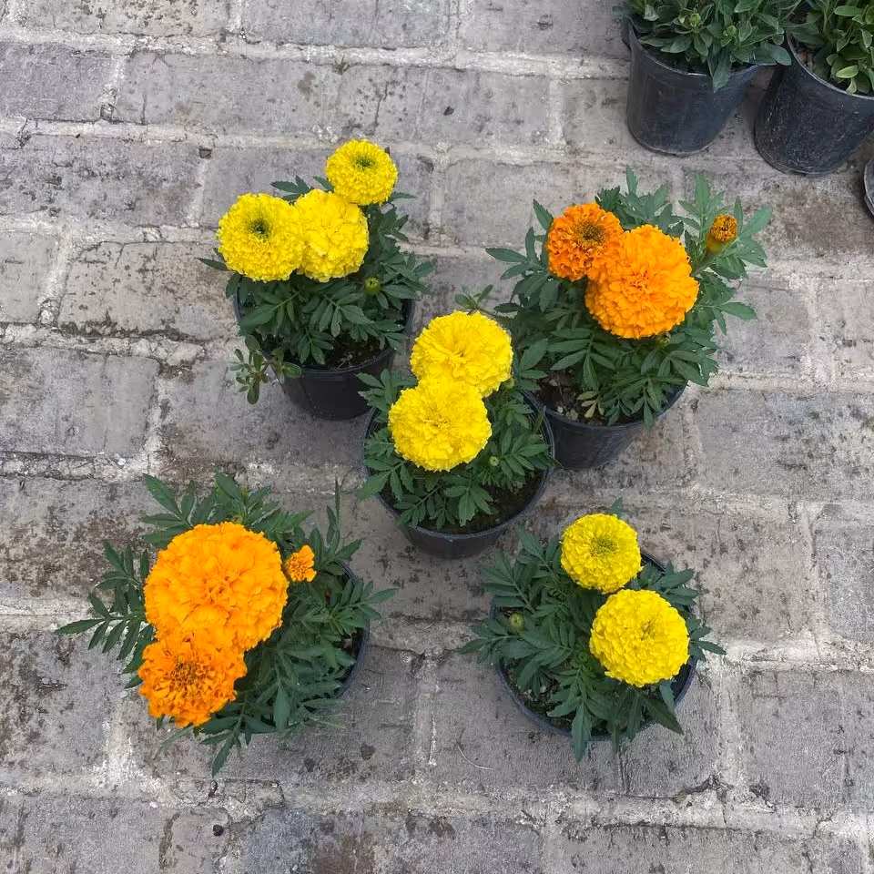 پک 5 تایی گل جعفری گل درشت سایز 14 هزینه ارسال بصورت پس کرایه با مشتری 