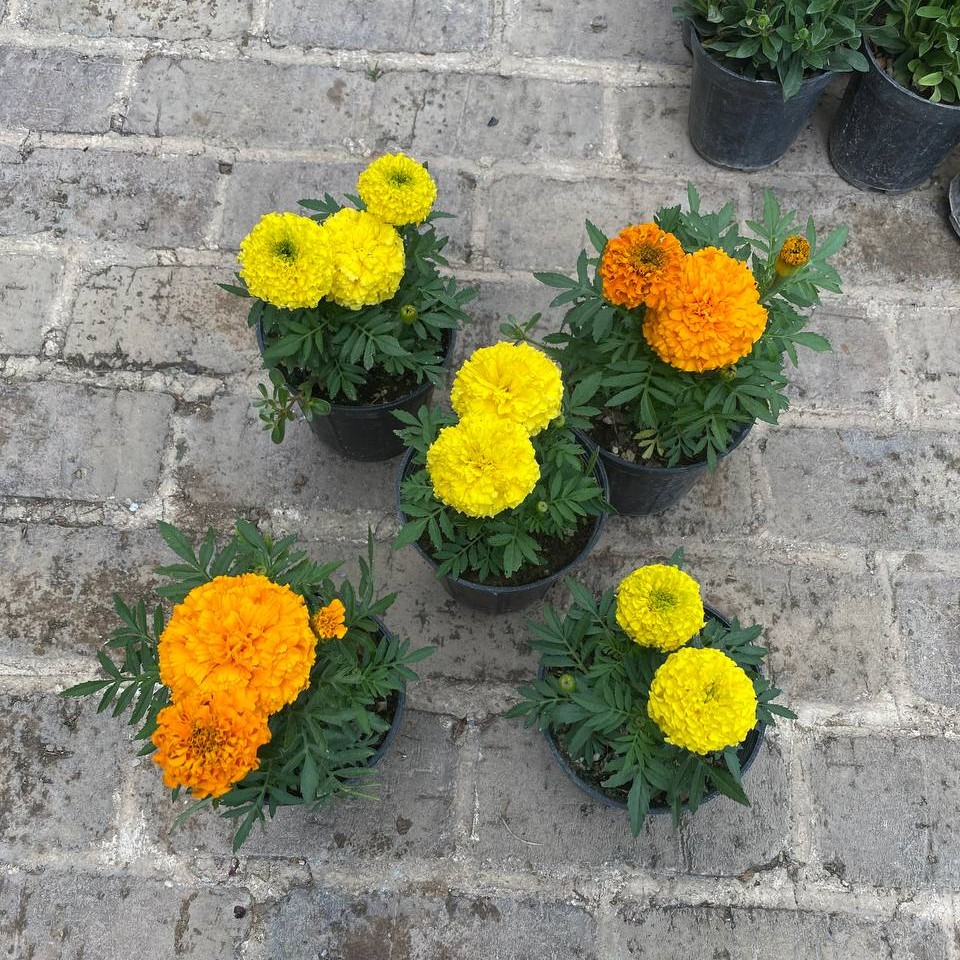 پک 5 تایی گل جعفری گل درشت سایز 14 هزینه ارسال بصورت پس کرایه با مشتری 